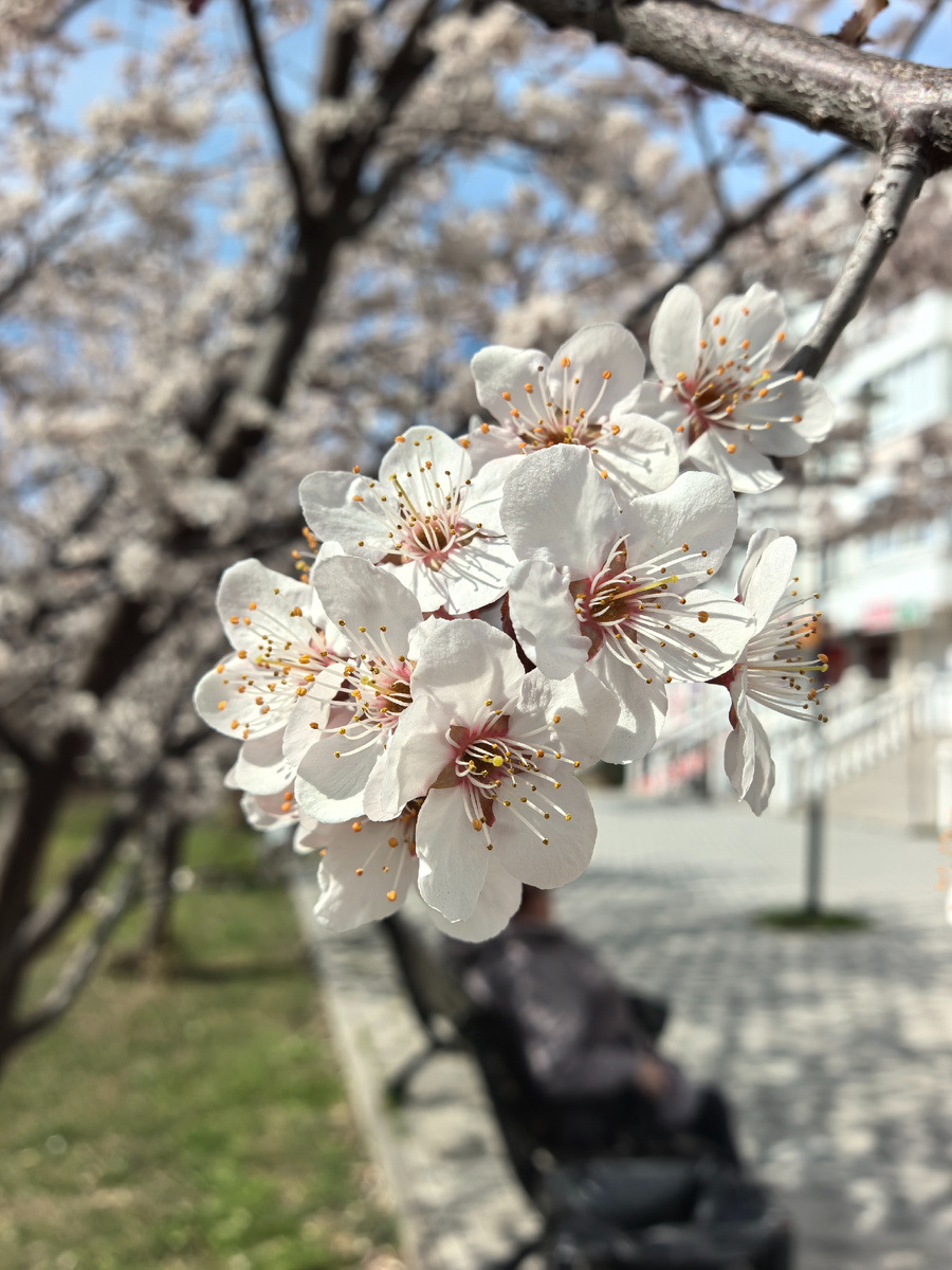 Какая-то слива.