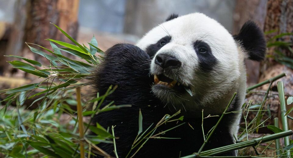    Edgar Breshchanov/Global Look Press / www.globallookpress.com