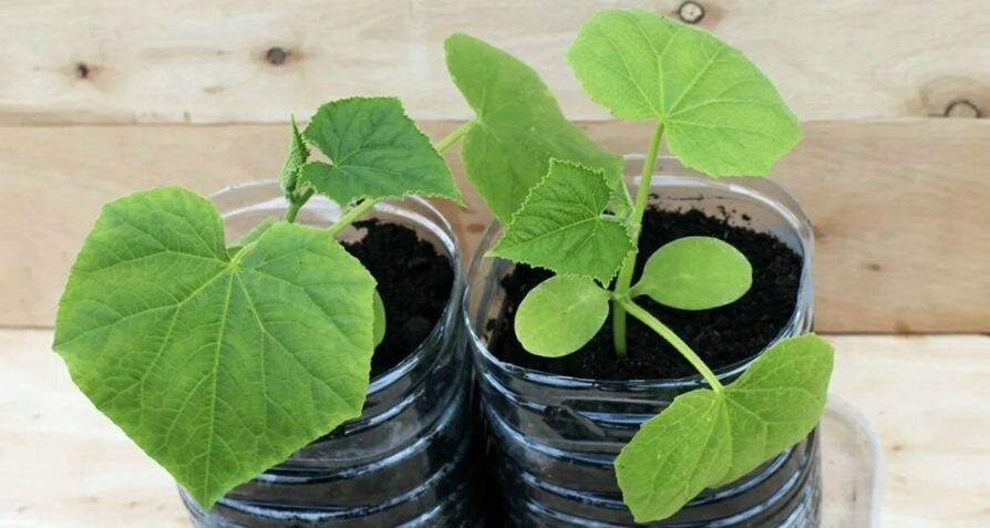 Каждый год использую способ выращивания раннего урожая огурцов и уже в мае срываю первые плоды