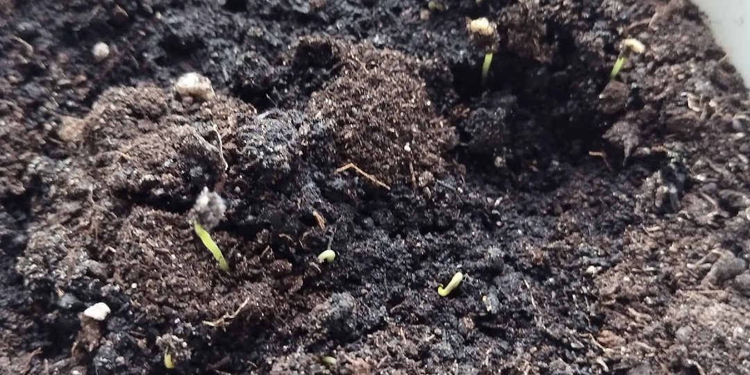 Будни на больничном.