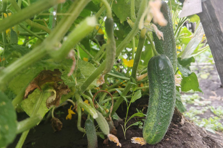 Фото: ИА "Хакасия"
