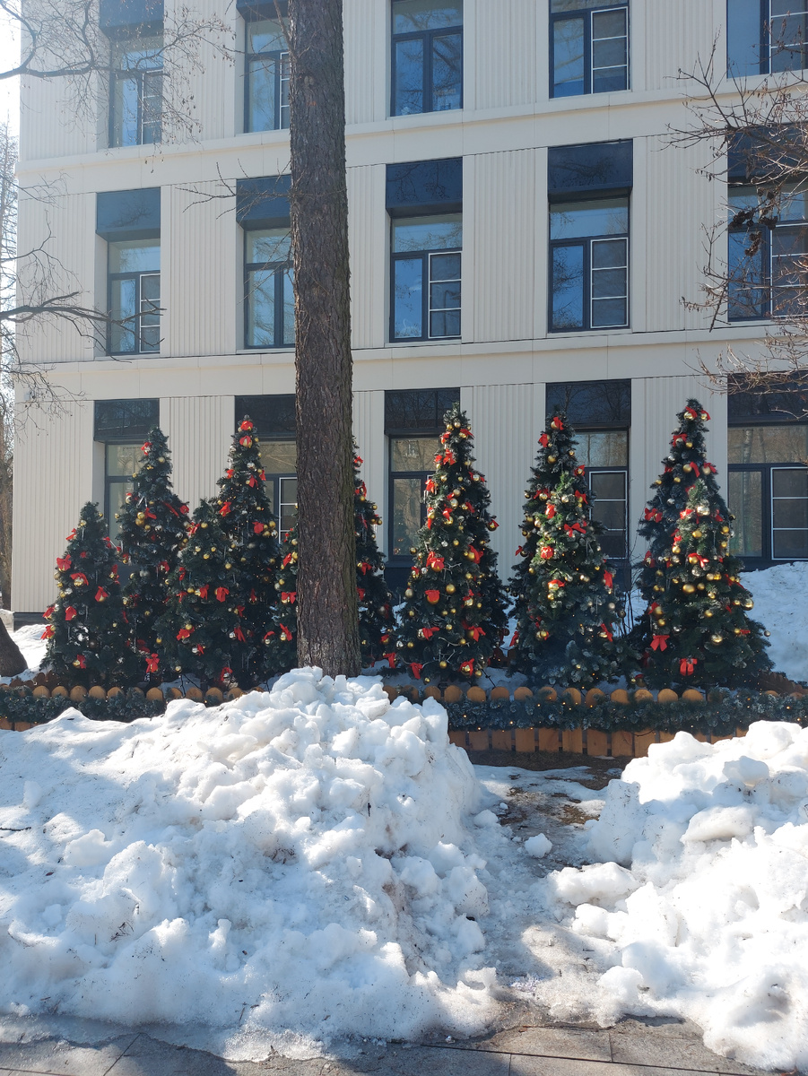 Поликлиника, перед которой всё еще стоят ёлочки. Даже я уже свою убрала.