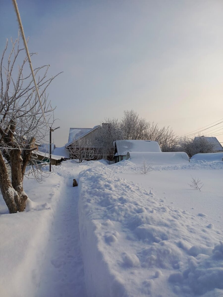 Сад февраль 2026