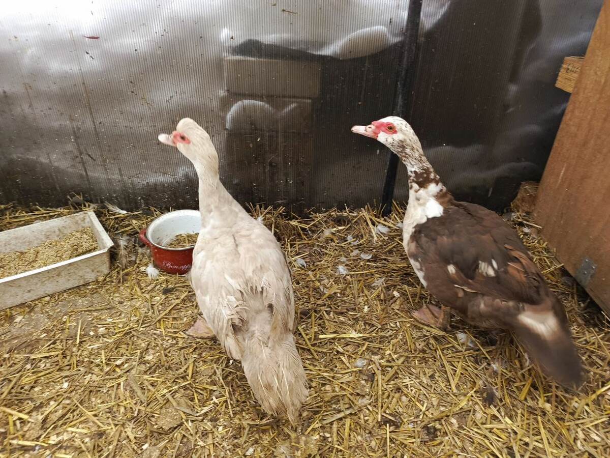 Лаванда и Манишка