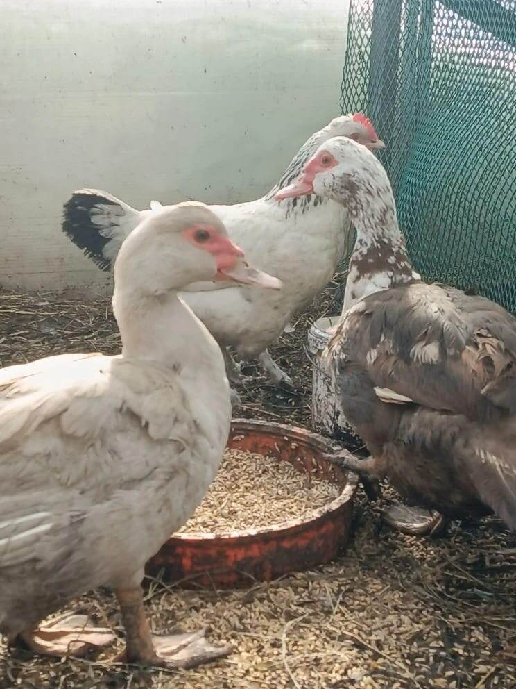 Довчули уже в новом хозяйстве.