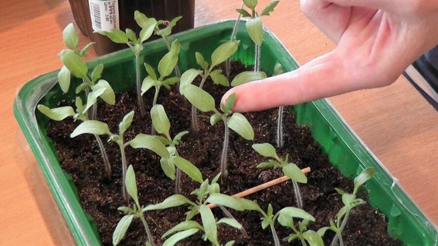 Ошибка при пикировке томатов, которая крадет часть урожая