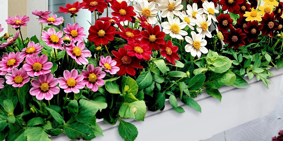 Георгины однолетние: яркий ковер за один сезон