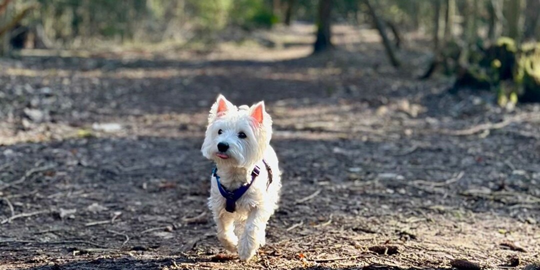 Как защитить собаку от клещей весной и летом – кинолог дал рабочие советы