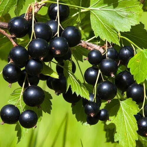 СЕКРЕТ СЛАДКОЙ ЧЕРНОЙ СМОРОДИНЫ