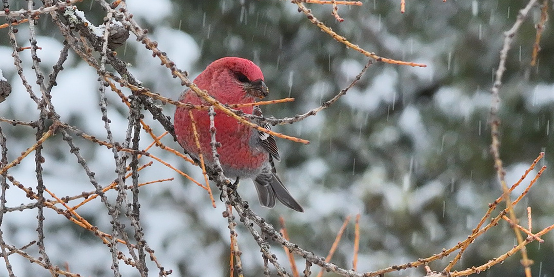 Последние зимние гости: угадаете птицу с карминной грудкой?