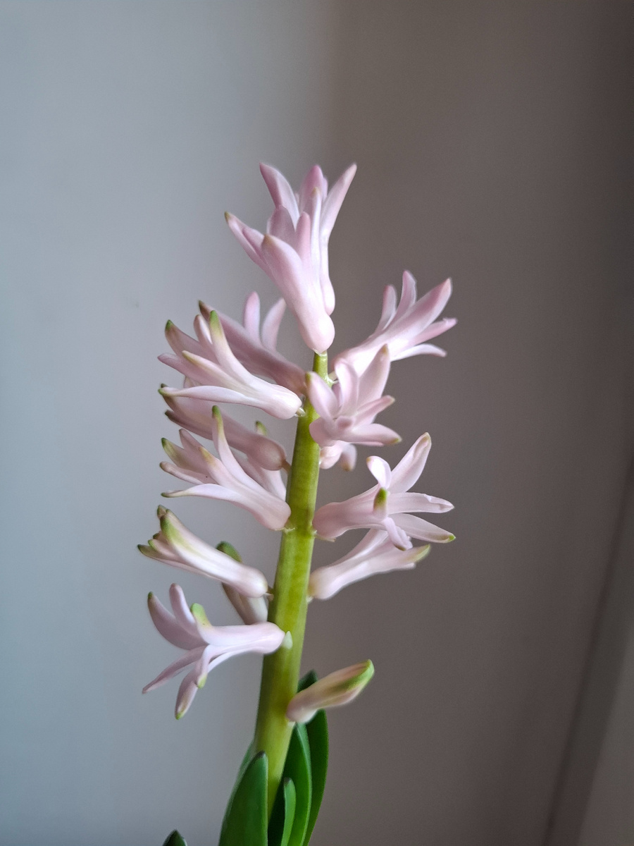 Заколосился цветочек, подаренный коллегами