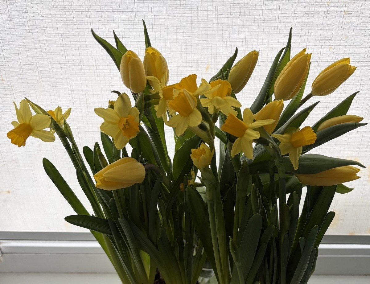 У знакомой. Красота. Обожаю нарциссы