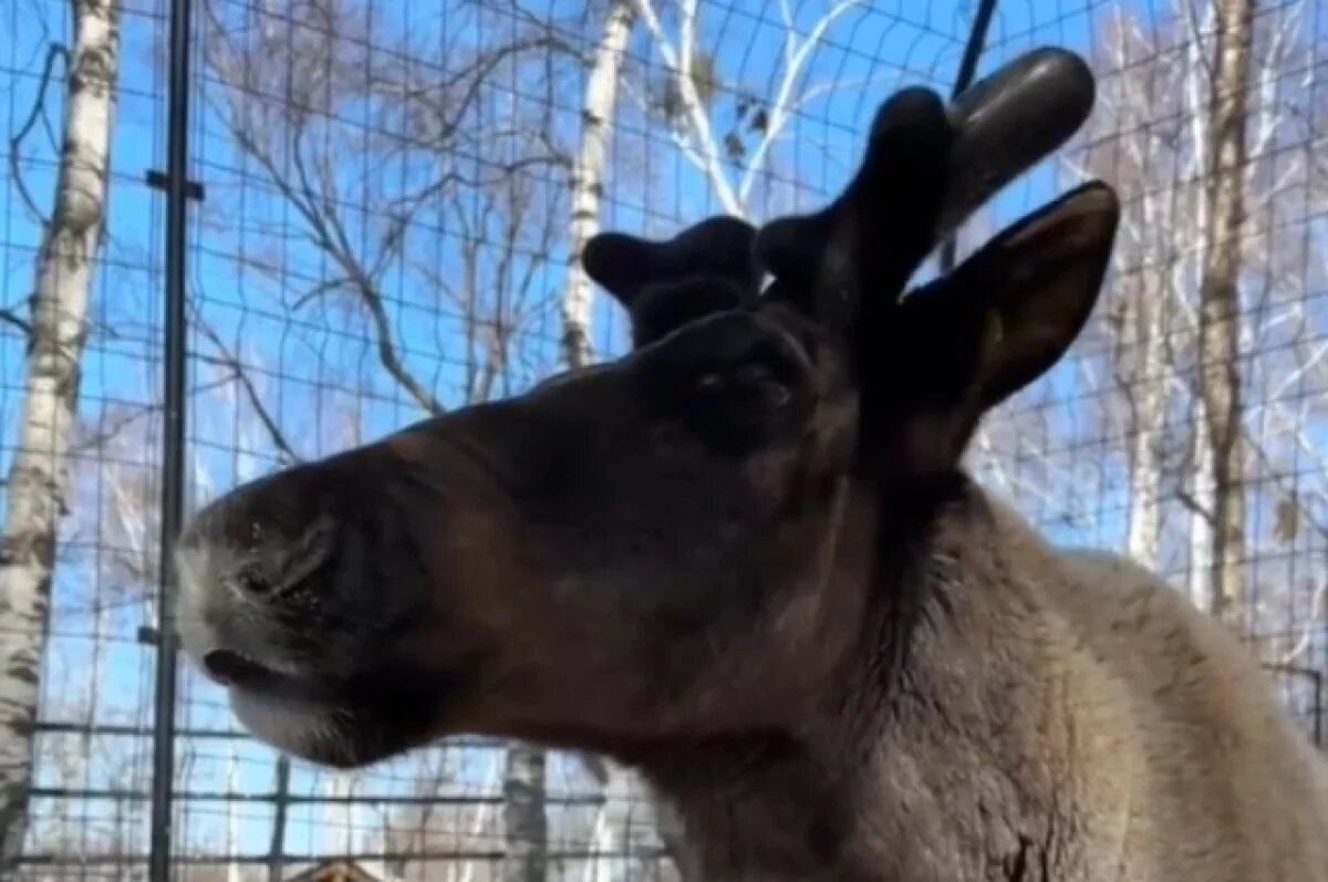    У Морсика в Хабаровском зоосаде растёт новая корона