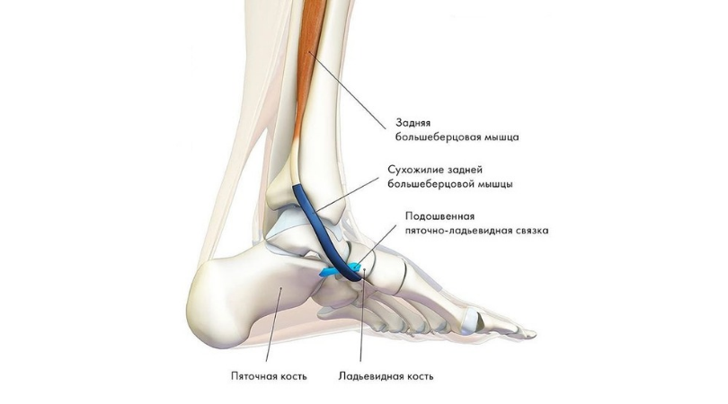 Задняя большеберцовая мышца: почему её слабость приводит к плоскостопию и боли в коленях | Тесты и упражнения для укрепления