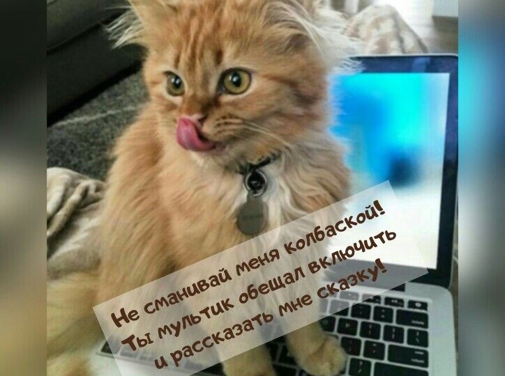 Мемы с котиками для поднятия настроения