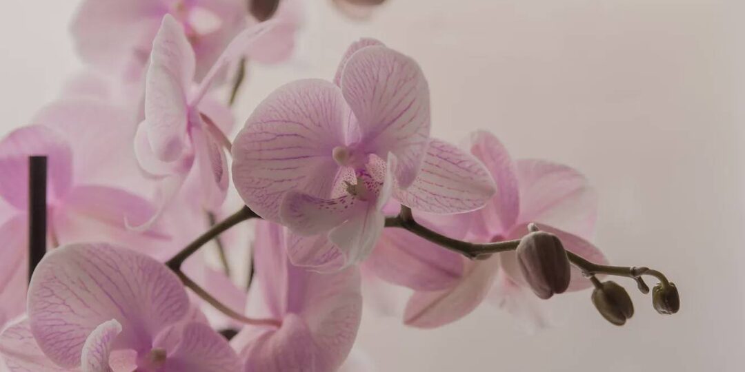 Лайфхак для орхидей — возвращаем блеск листьям с помощью продукта из холодильника