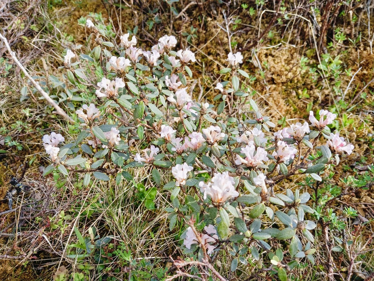 Фото: ВИША «Агробиотек» ТГУ Кустарник сагаан-дали в природе