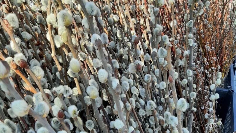     Верба. altapress.ru