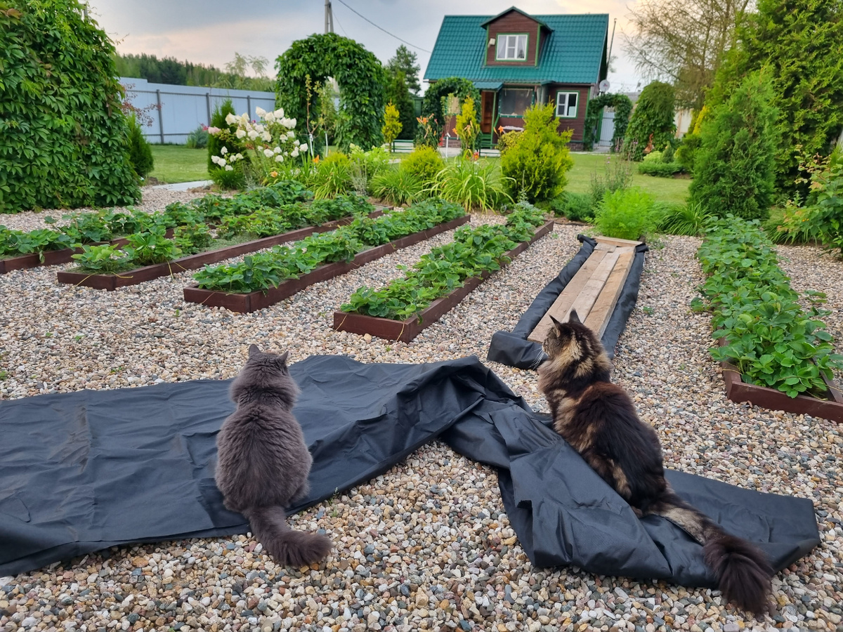 Котики обсуждают, правильно ли я устроила огород.