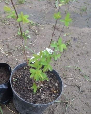 Горькая правда о сладкой жимолости: почему ягоды кислые и как этого избежать