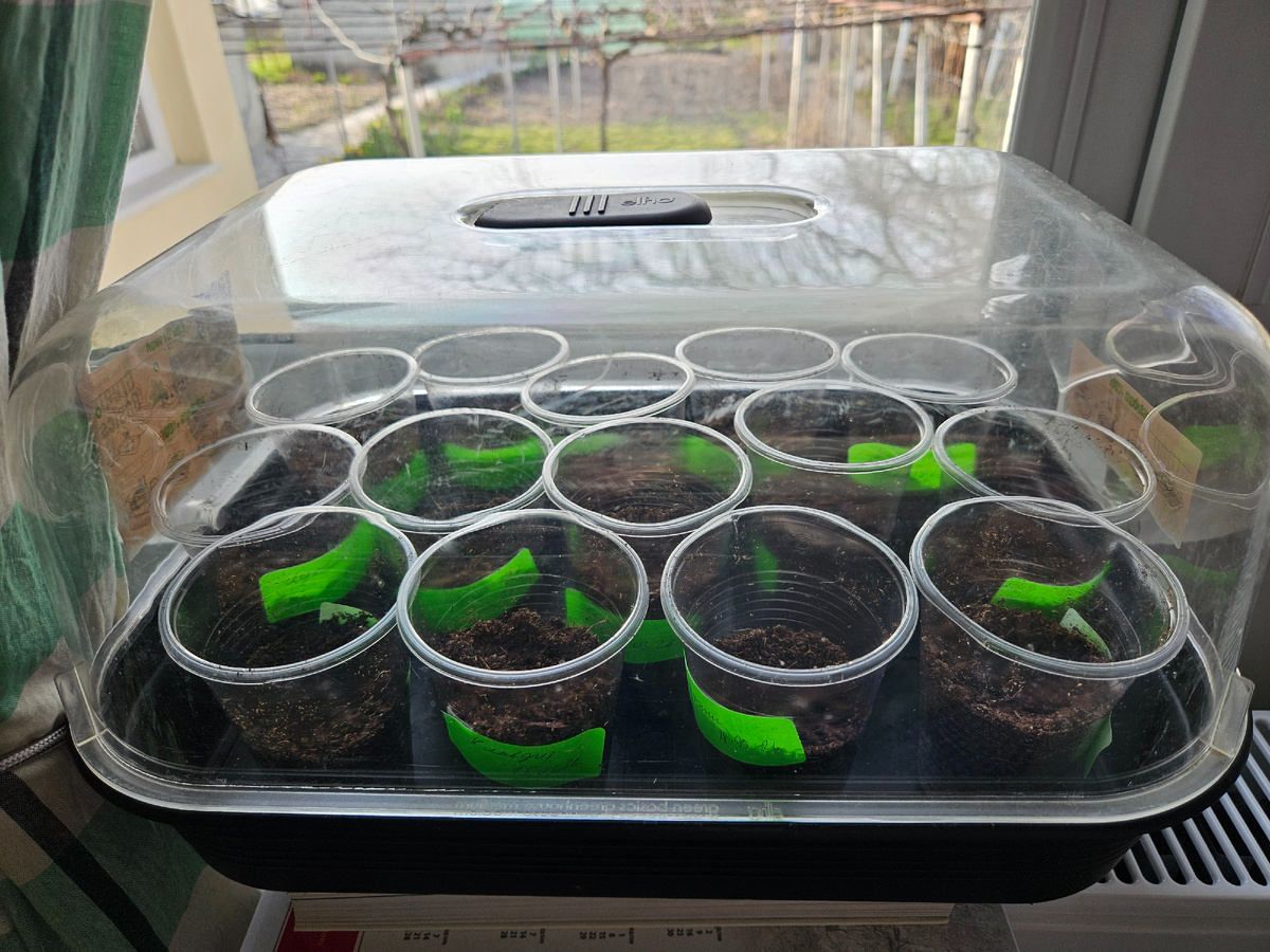 Посевы огурцов