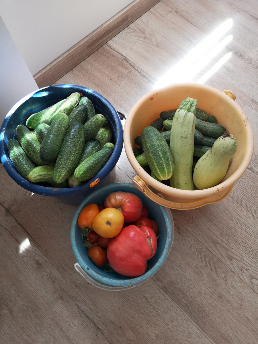 Начало урожая 2024