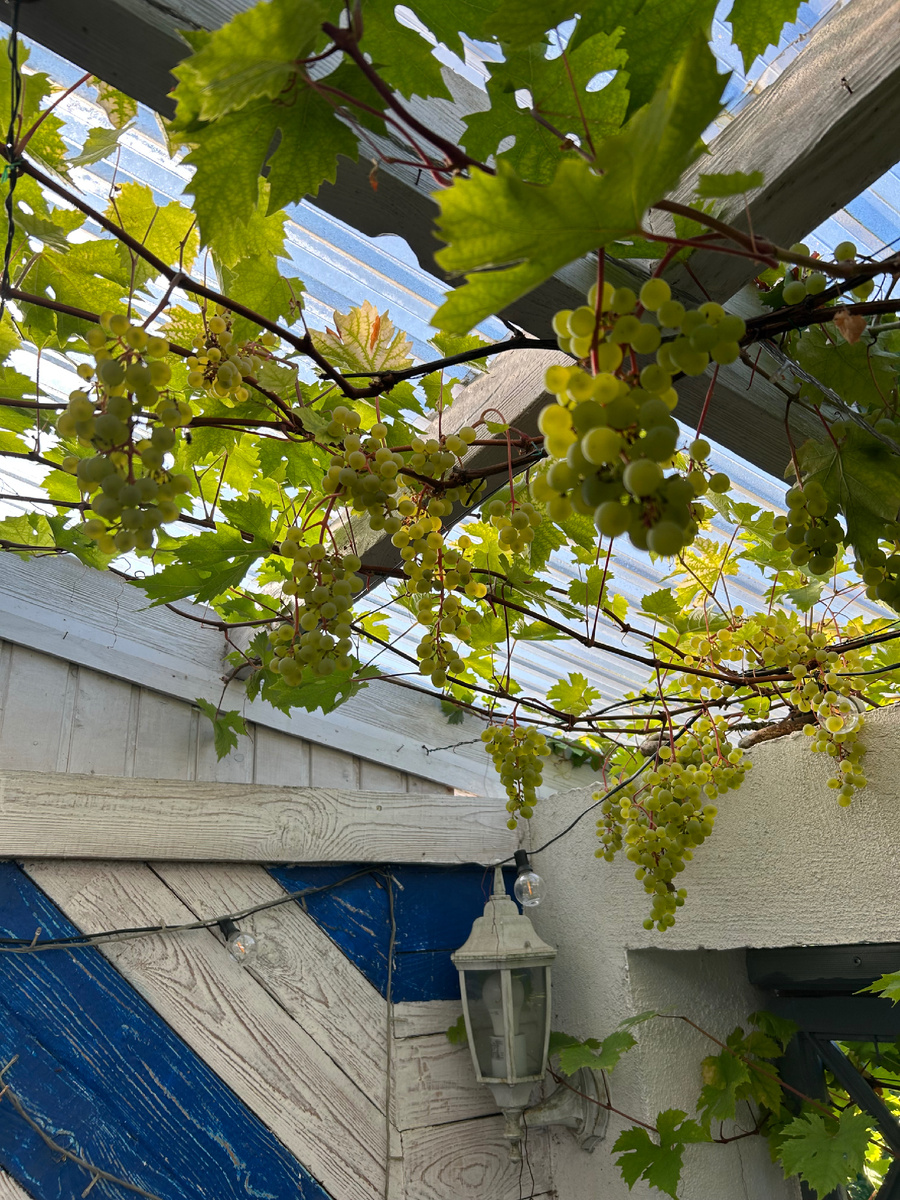 Микрозона: застекленная терраса, открытая с двух сторон. Начало октября 2025 года. Фото автора