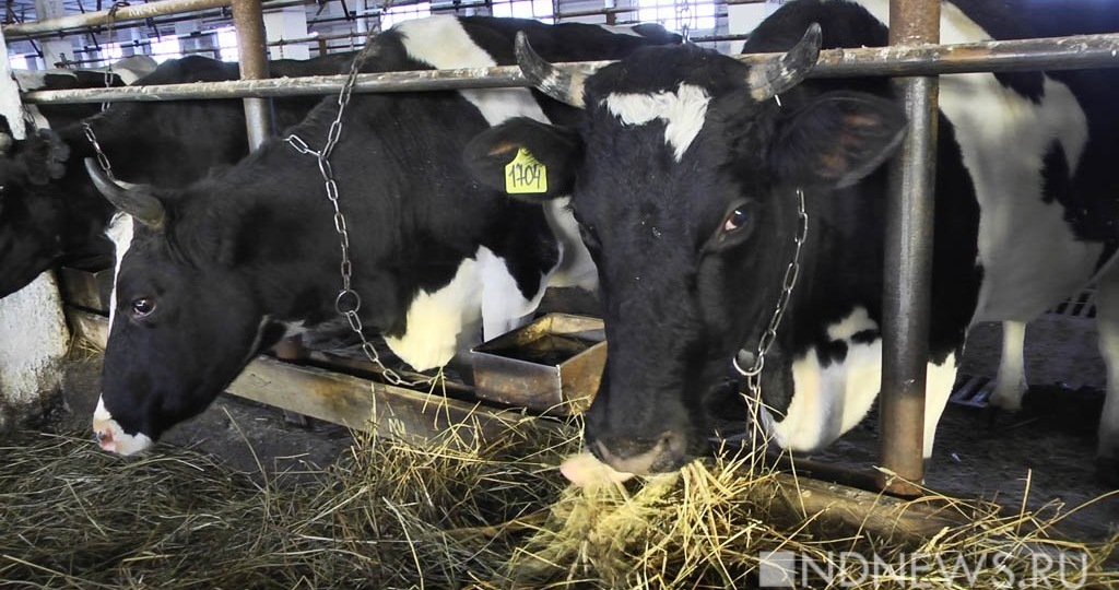 Поголовье коров на Урале за год снизилось на 7,6%