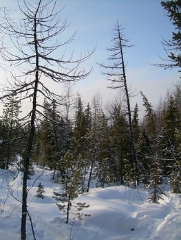 Фотографии Татьяны Немшановой разных лет. Тайга Крайнего Севера Западной Сибири, ХМАО Югра, лес северный таёжный. Снега осени.