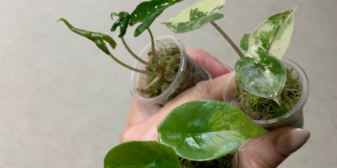 3 вещи, без которых коллекция не будет на самосодержании