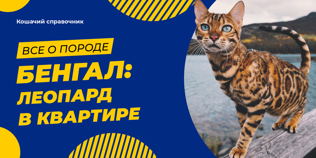 Бенгальская кошка: леопард в квартире — уход, цены в 2026