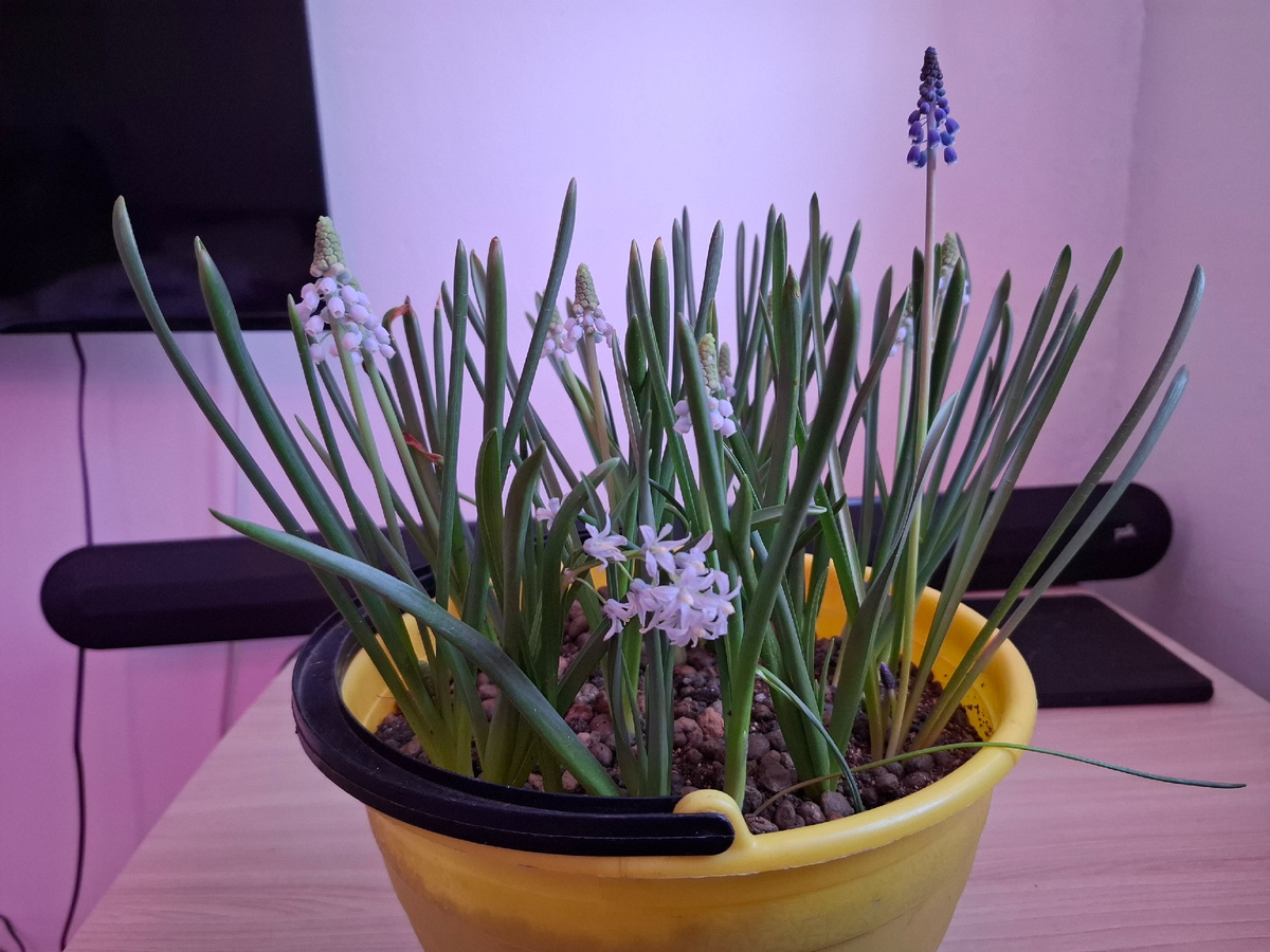 Мускари+Пушкиния. Мускари были куплены под названием Вайт Перл. Не все были Вайт.