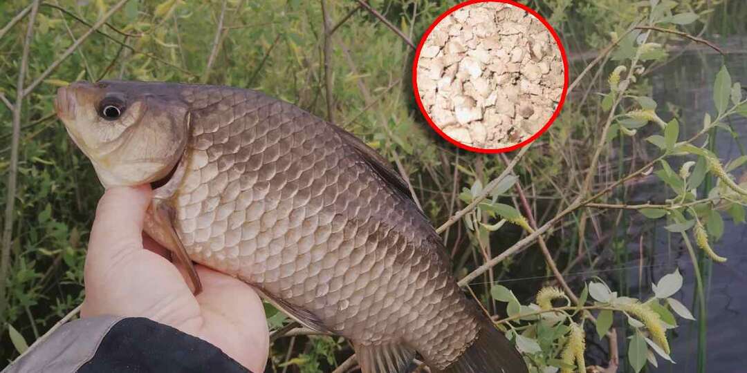 Уловистая насадка по весне, когда у других рыба не клюёт. Без улова не оставит