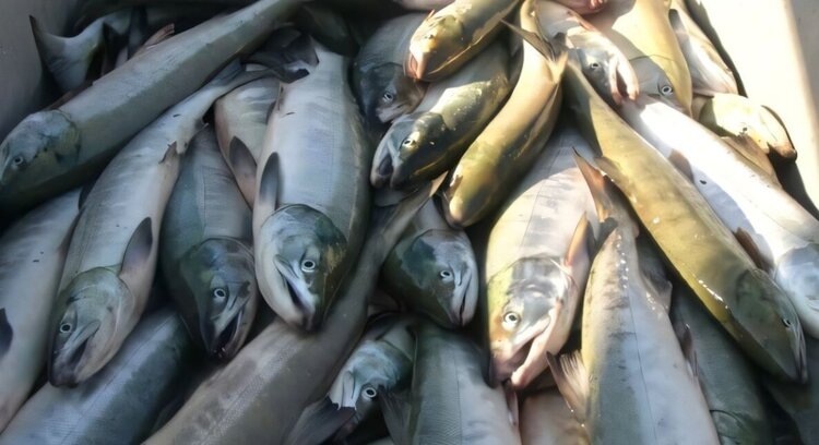    Фото: Dr. Yasuyuki Miyakoshi