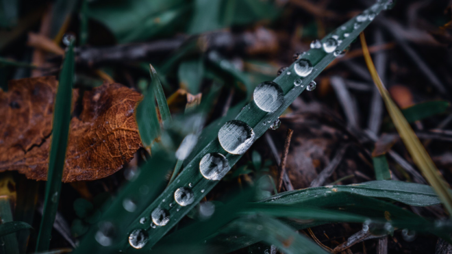 Фото: https://ru.freepik.com/free-photo/macro-shot-green-grass-with-water-droplets-it_17293069.htm#