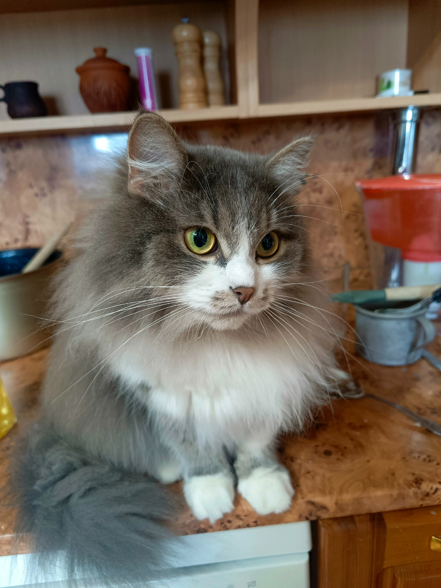 Веда чудит, изображая хозяйку. Фото автора.