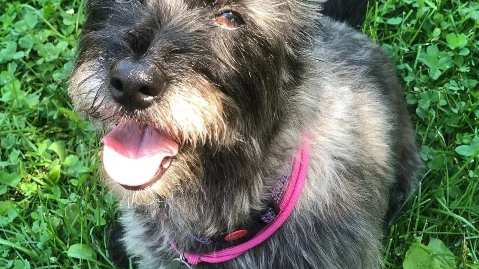 Придумай шутку!