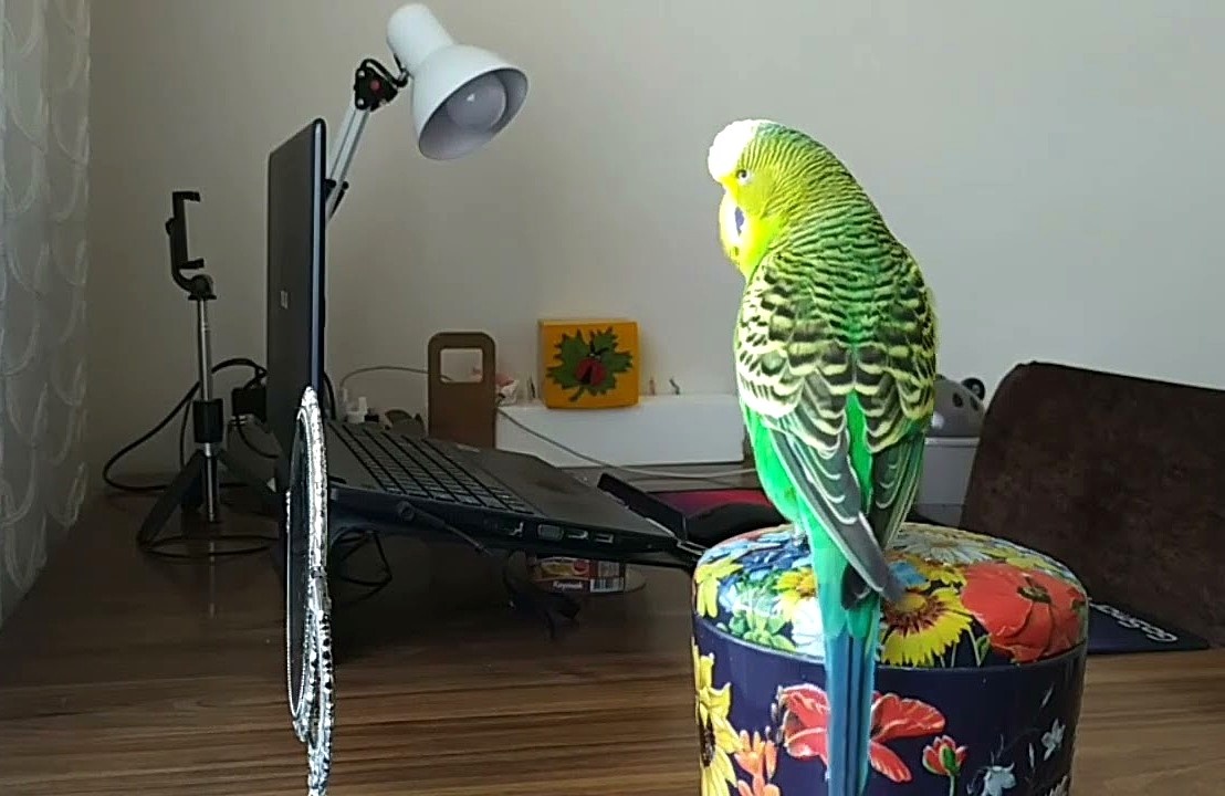 Грустно без хозяйки.