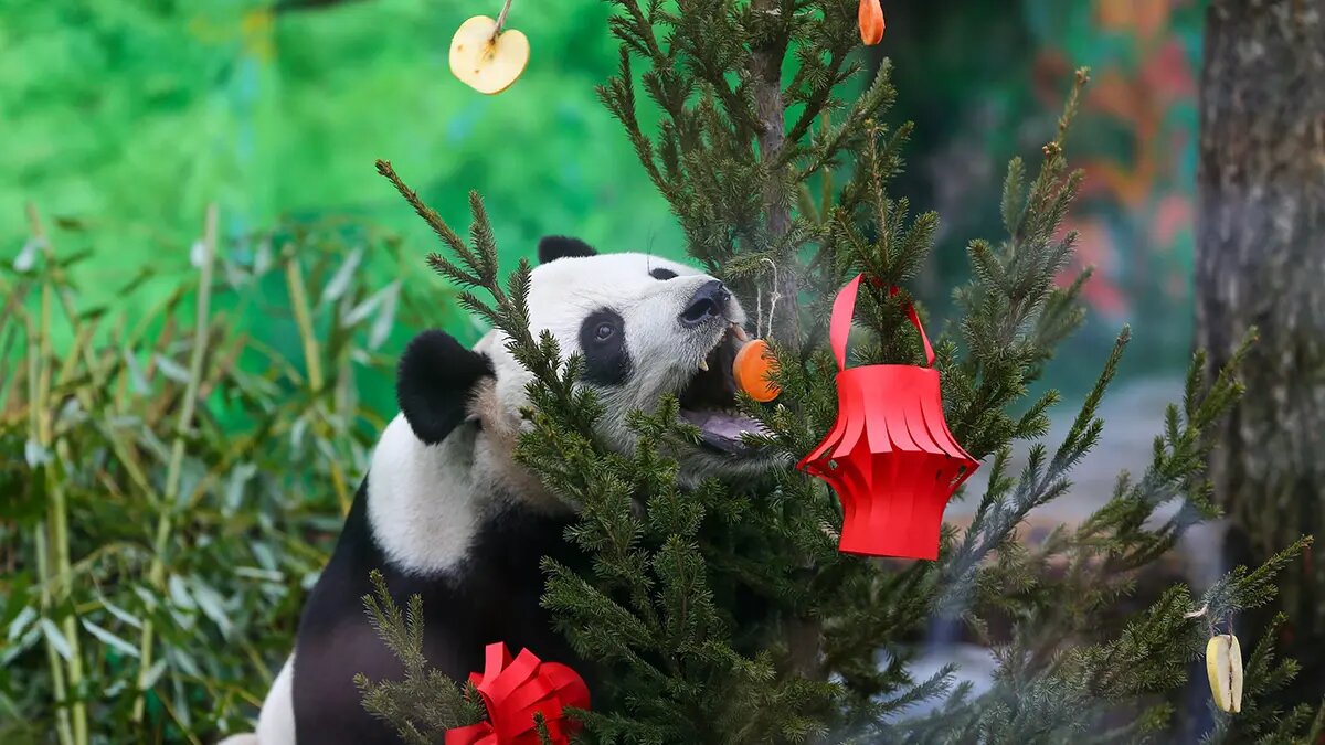    Источник: vm.ru/ Дмитрий