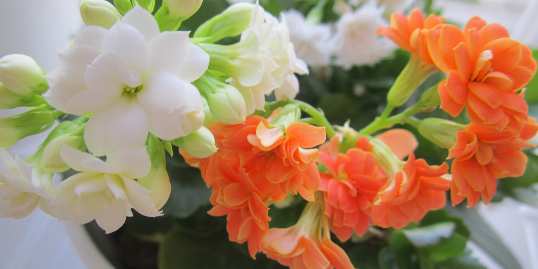 От картошки до каланхоэ : как утро весны превратилось в огородную авантюру!