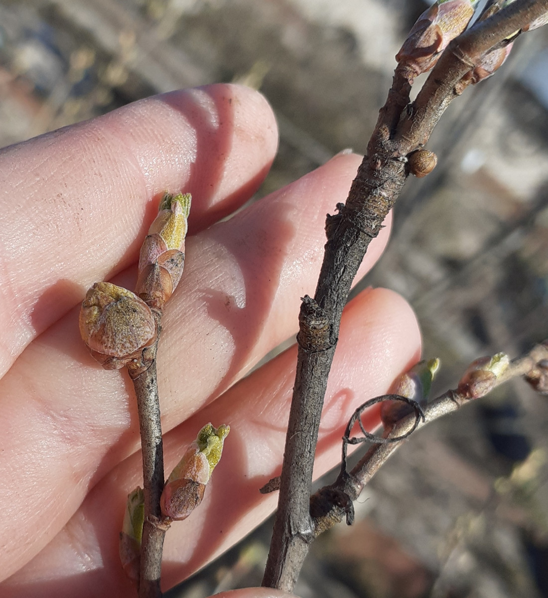  Побеги смородины с почками, пораженными клещом