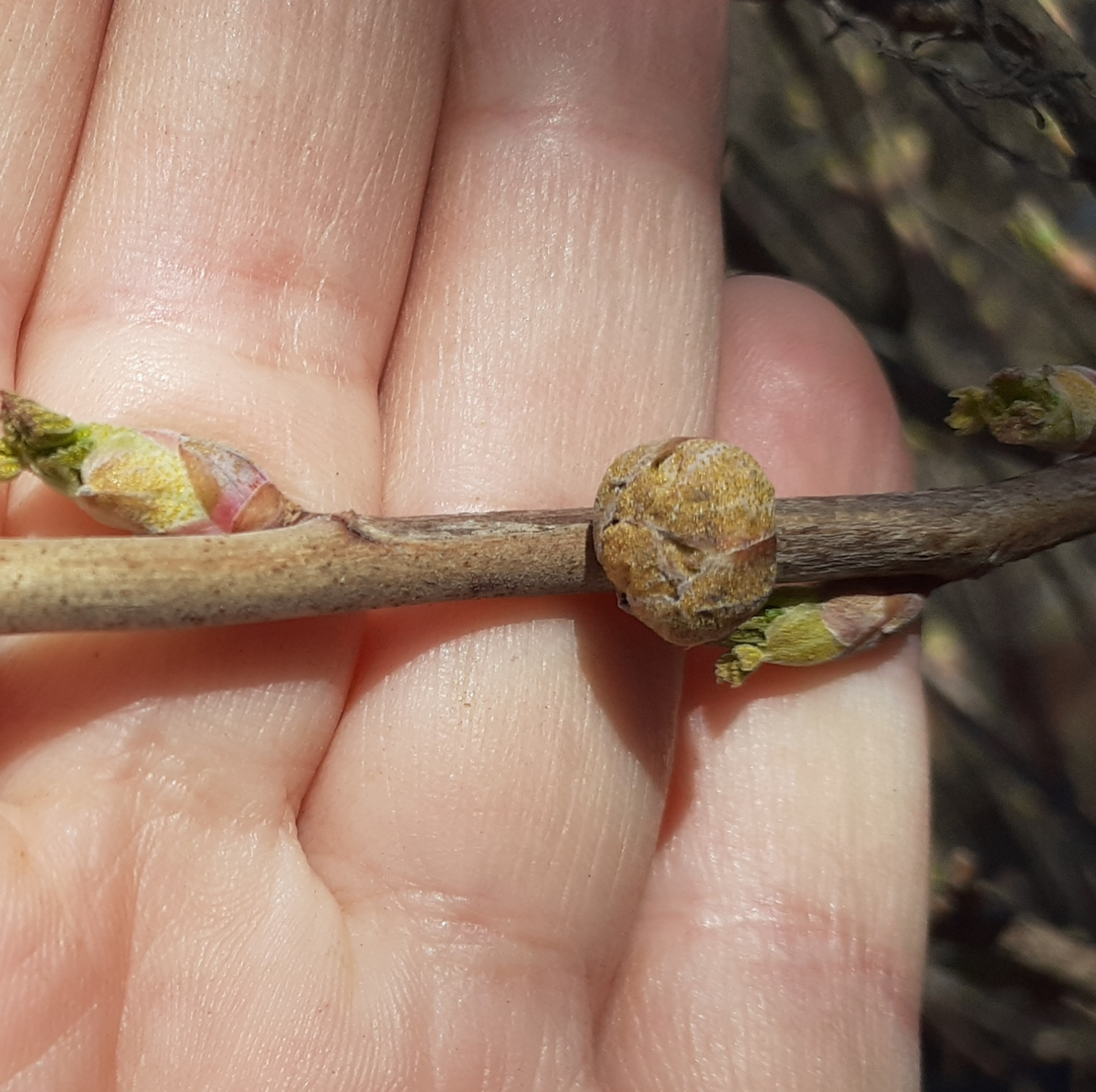 Вот этот шарик и есть почка, в которой живет клещ