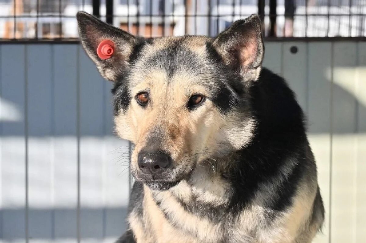    В Хабаровске приют «Добрый пес» приглашает жителей на зоосубботник