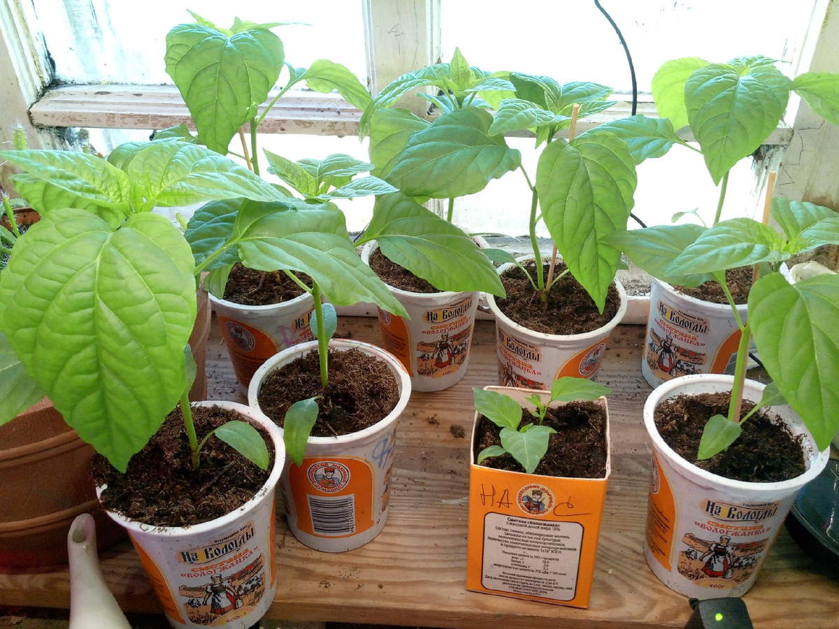 Разве не слоны?