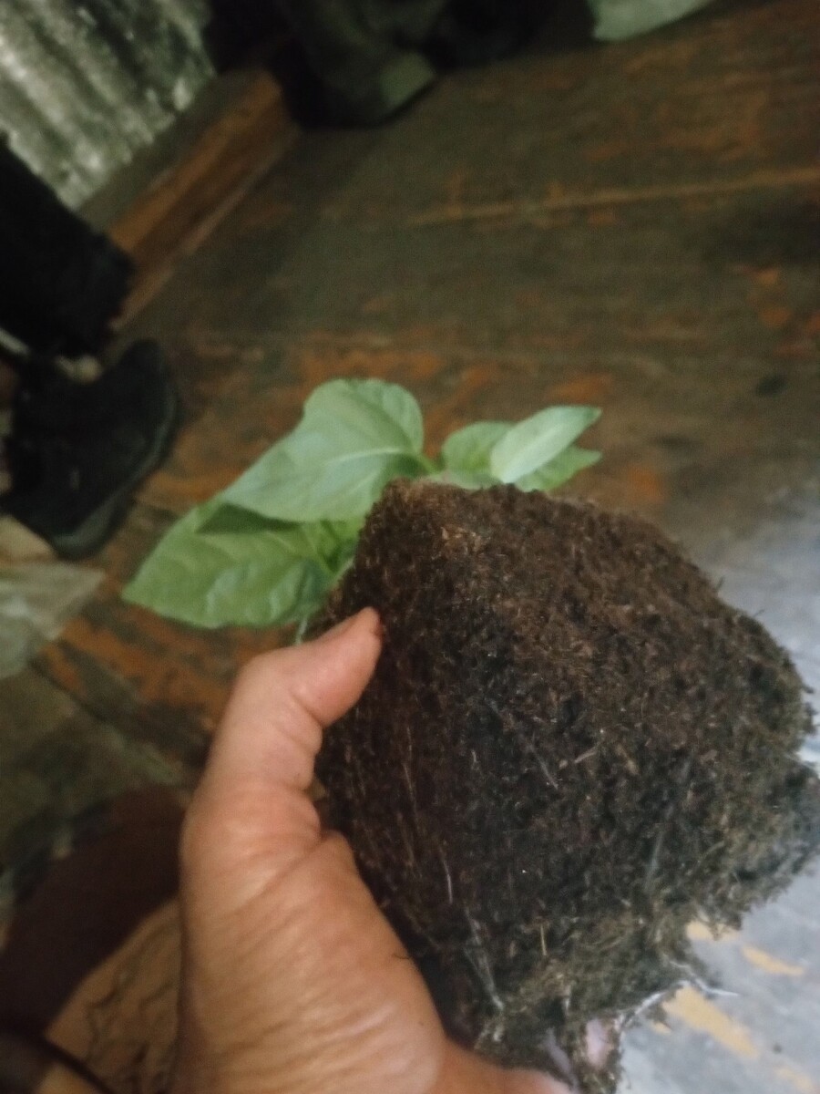 И корни вполне себе