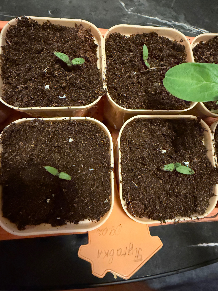 Томаты Пуговка