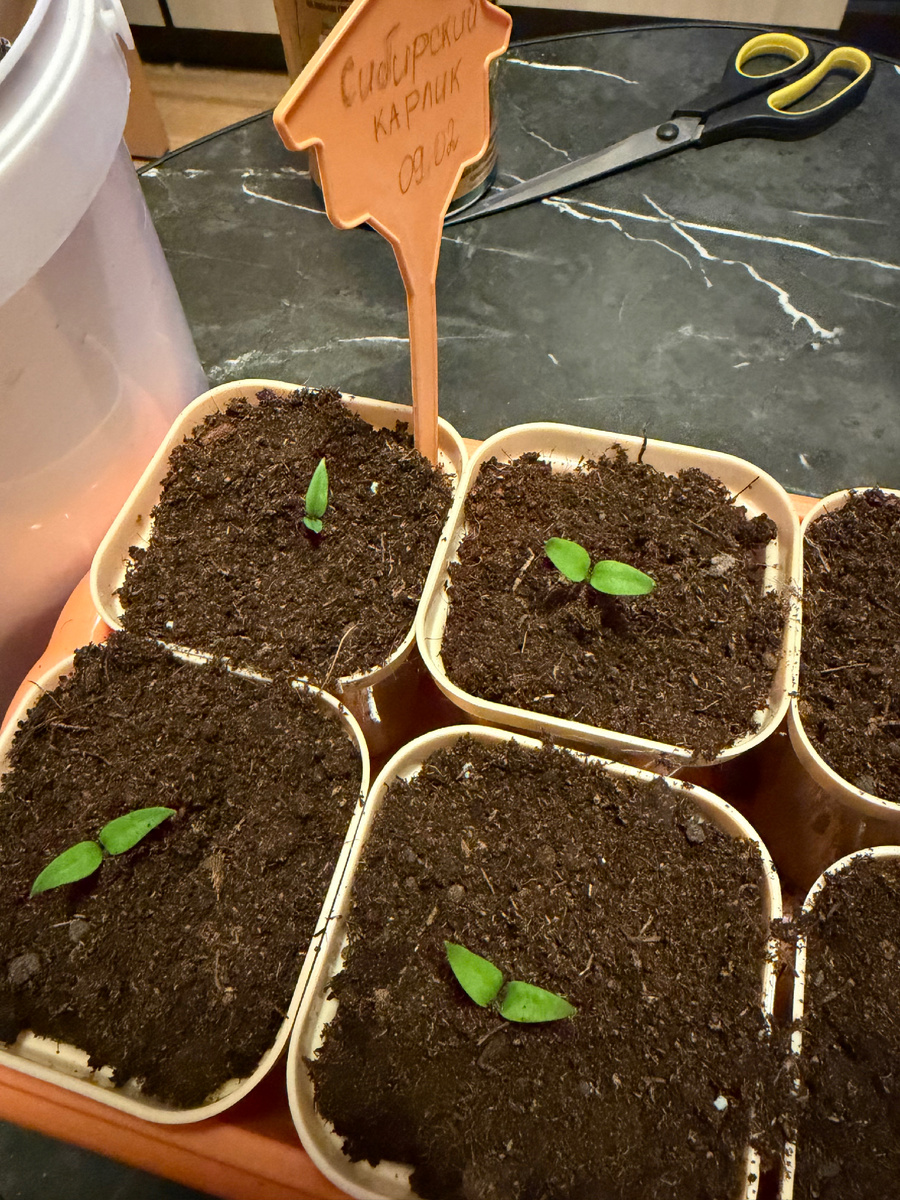 Перец Сибирский карлик