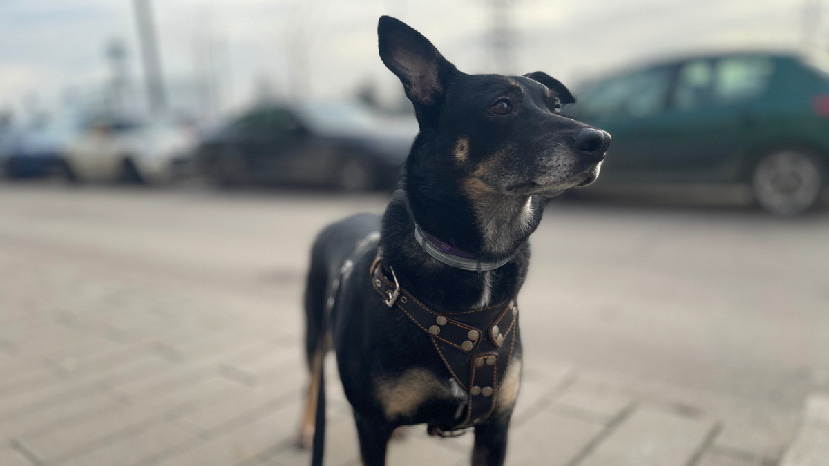 А теперь расскажу о третьей, самой главной, процедуре, обязательной после каждой прогулки!