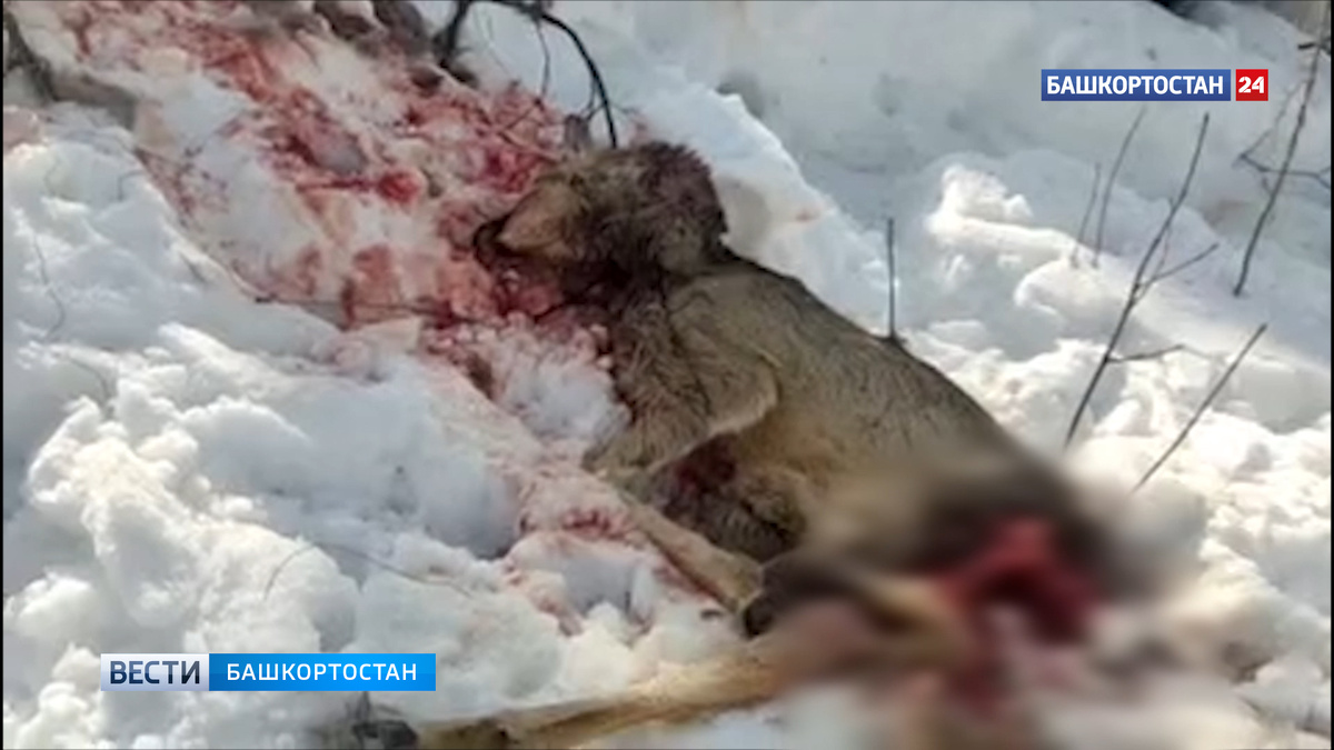    В СНТ под Уфой стая собак загрызла косулю