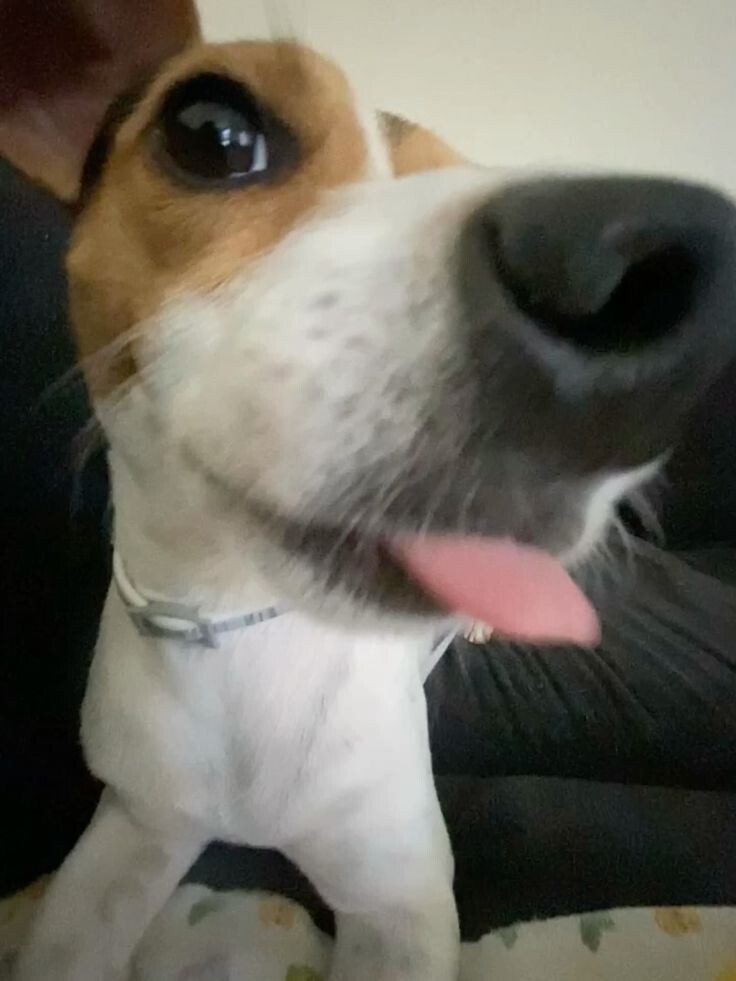 Из миски кота тоже вкусновое!